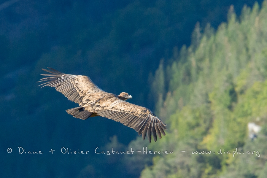 Vautour Fauve sur fond de gorge 