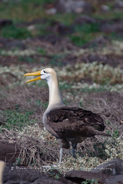 Albatros des Galapagos (Phoebastria irrorata) - ïle de Española - Galapagos