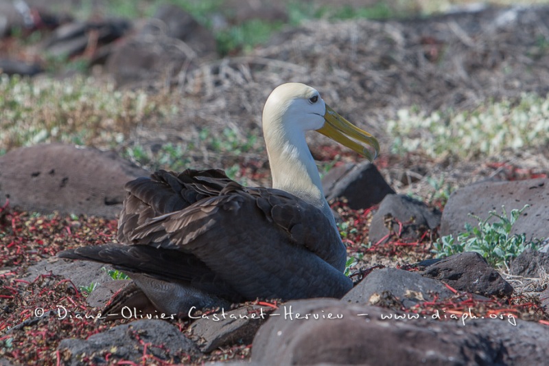 Albatros des Galapagos (Phoebastria irrorata) - ïle de Española - Galapagos