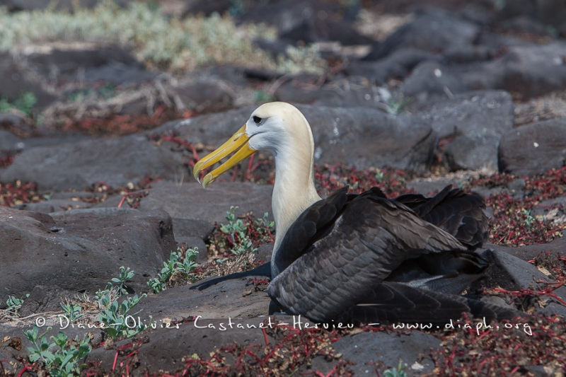 Albatros des Galapagos (Phoebastria irrorata) - ïle de Española - Galapagos