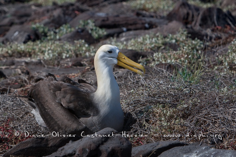 Albatros des Galapagos (Phoebastria irrorata) - ïle de Española - Galapagos