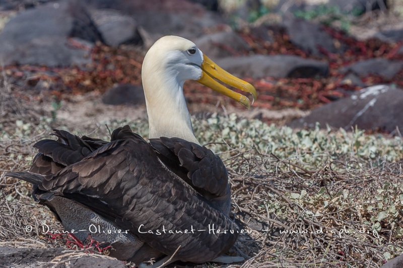 Albatros des Galapagos (Phoebastria irrorata) - ïle de Española - Galapagos