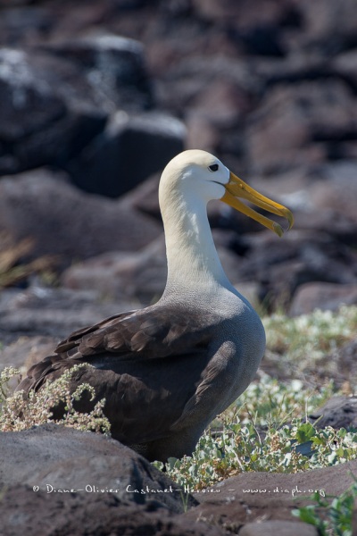 Albatros des Galapagos (Phoebastria irrorata) - ïle de Española - Galapagos