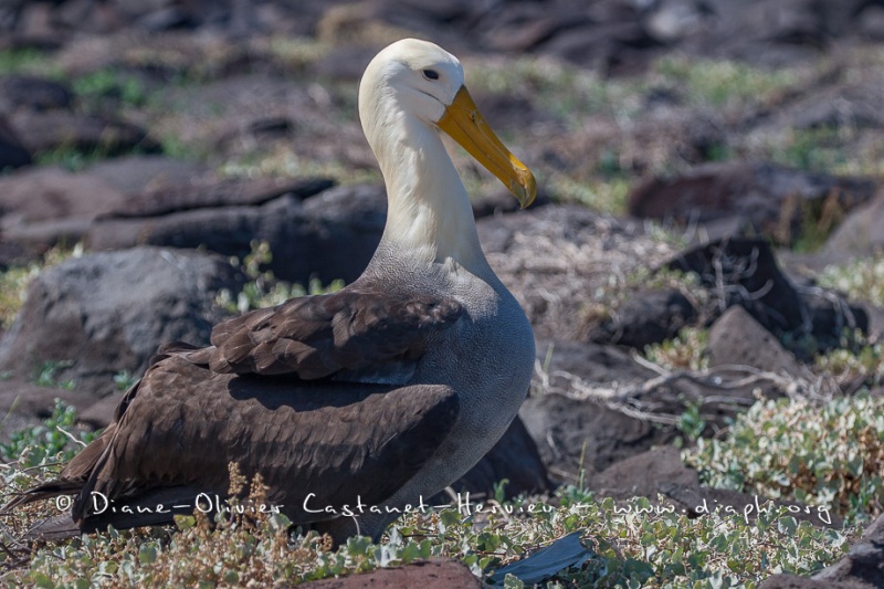 Albatros des Galapagos (Phoebastria irrorata) - ïle de Española - Galapagos