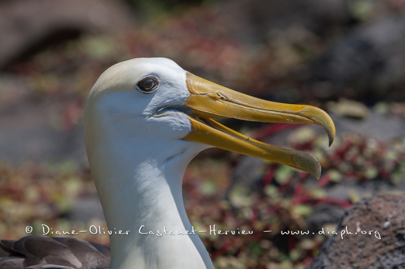 Albatros des Galapagos (Phoebastria irrorata) - ïle de Española - Galapagos