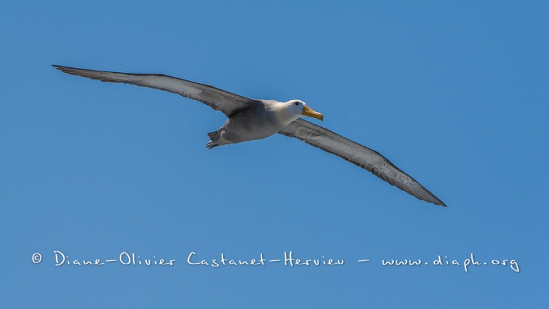 Albatros des Galapagos (Phoebastria irrorata) - ïle de Española - Galapagos