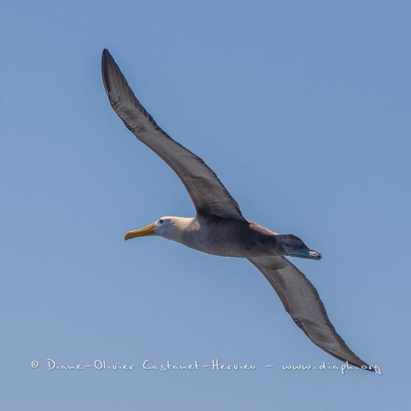 Albatros des Galapagos (Phoebastria irrorata) - ïle de Española - Galapagos