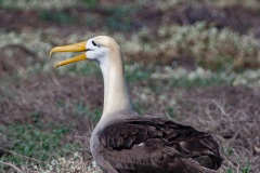 Albatros des Galapagos (Phoebastria irrorata) - ïle de Española - Galapagos