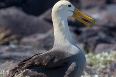 Albatros des Galapagos (Phoebastria irrorata) - ïle de Española - Galapagos