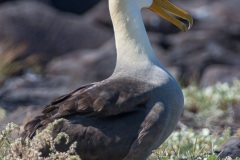 Albatros des Galapagos (Phoebastria irrorata) - ïle de Española - Galapagos