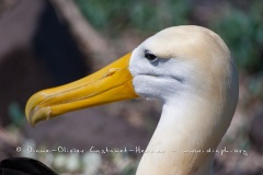 Albatros des Galapagos (Phoebastria irrorata) - ïle de Española - Galapagos