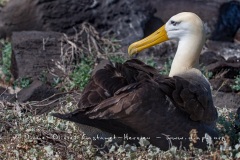 Albatros des Galapagos (Phoebastria irrorata) - ïle de Española - Galapagos