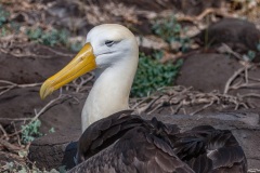 Albatros des Galapagos (Phoebastria irrorata) - ïle de Española - Galapagos