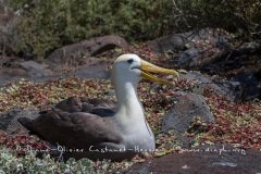 Albatros des Galapagos (Phoebastria irrorata) - ïle de Española - Galapagos