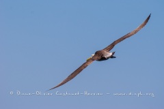 Albatros des Galapagos (Phoebastria irrorata) - ïle de Española - Galapagos