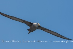 Albatros des Galapagos (Phoebastria irrorata) - ïle de Española - Galapagos