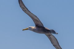 Albatros des Galapagos (Phoebastria irrorata) - ïle de Española - Galapagos