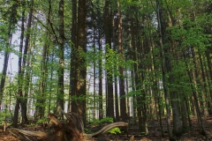 Sous bois au printemps