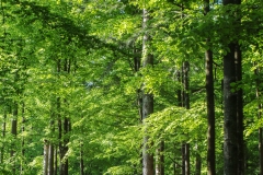 Sous bois au printemps