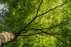 Sous bois au printemps