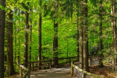 Sous bois au printemps