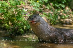 Loutre sébrouant