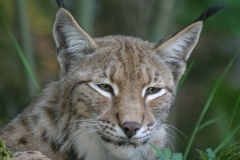 Lynx boréal