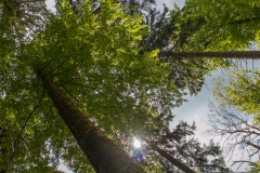 Sous bois au printemps