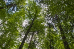 Sous bois au printemps