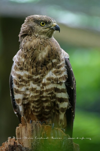 Bondrée apivore (Pernis apivorus)