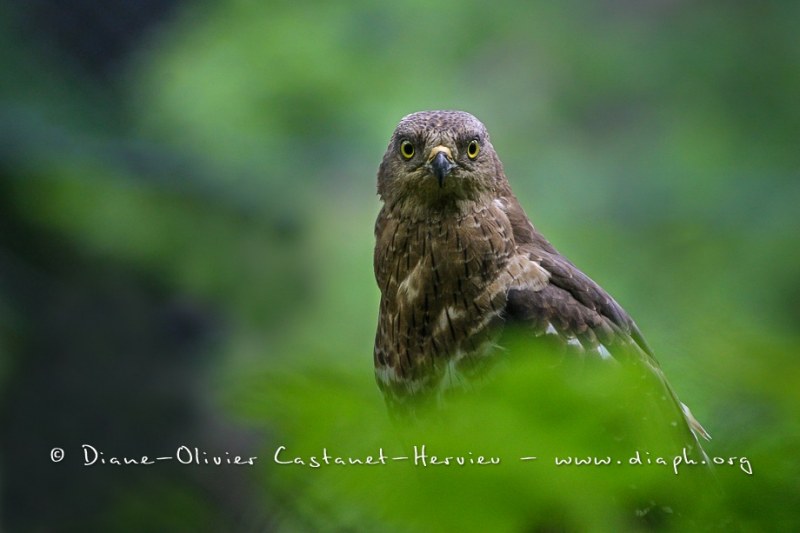 Bondrée apivore (Pernis apivorus)