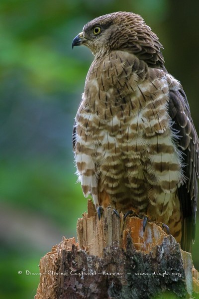 Bondrée apivore (Pernis apivorus)