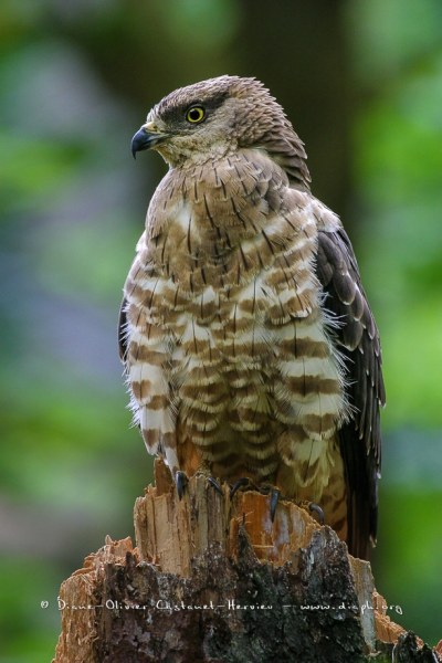 Bondrée apivore (Pernis apivorus)