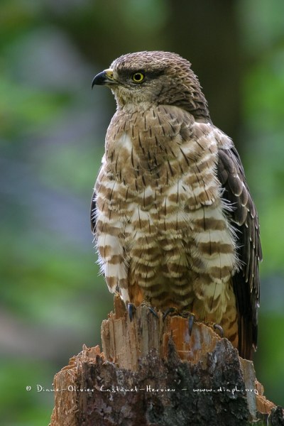 Bondrée apivore (Pernis apivorus)