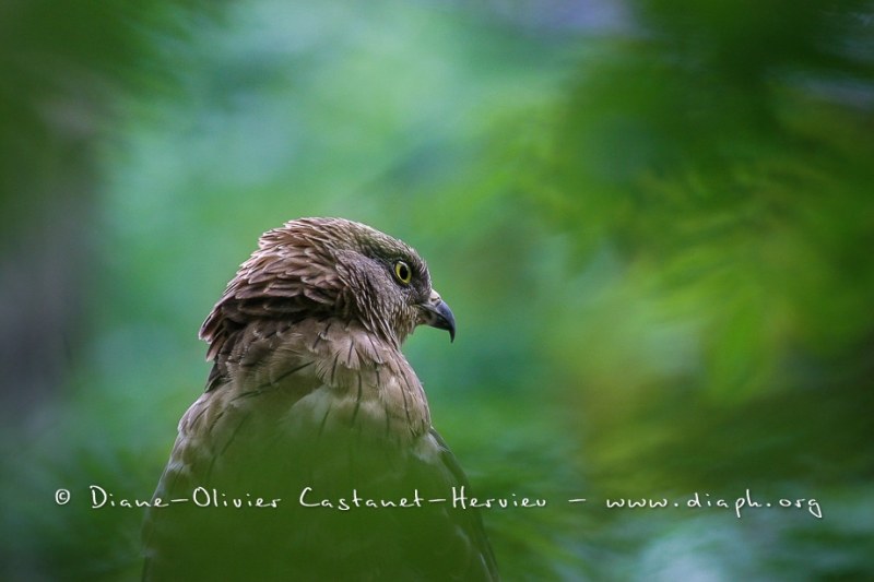 Bondrée apivore (Pernis apivorus)