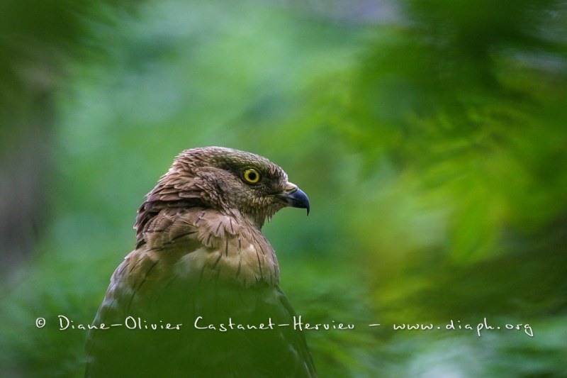 Bondrée apivore (Pernis apivorus)