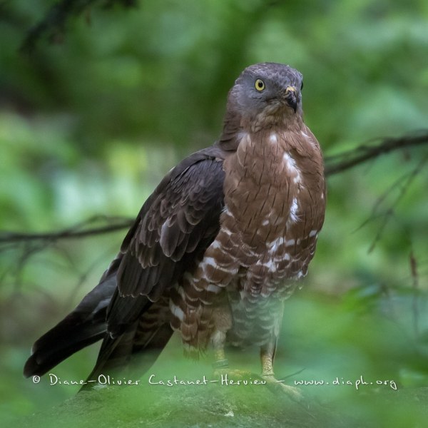 Bondrée apivore (Pernis apivorus)