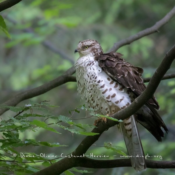 Bondrée apivore (Pernis apivorus)