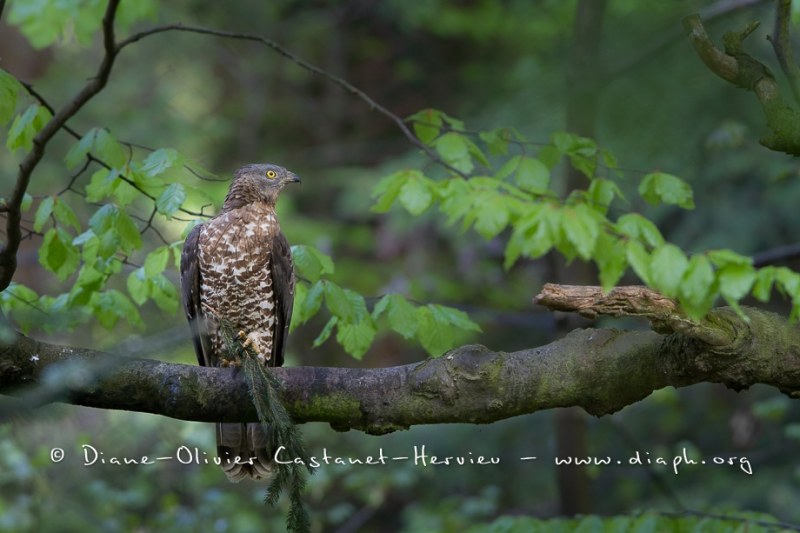 Bondrée apivore (Pernis apivorus)