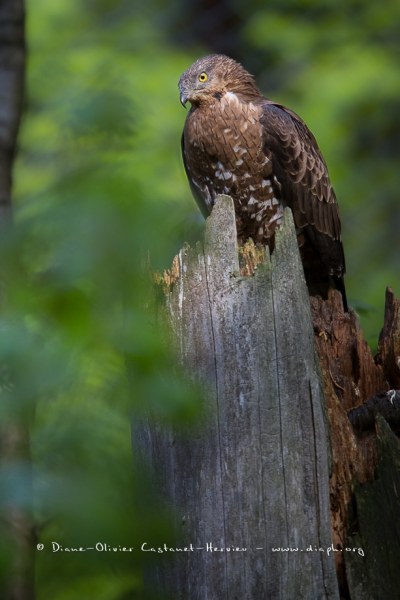 Bondrée apivore (Pernis apivorus)