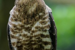 Bondrée apivore (Pernis apivorus)