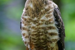 Bondrée apivore (Pernis apivorus)