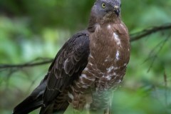 Bondrée apivore (Pernis apivorus)