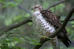 Bondrée apivore (Pernis apivorus)