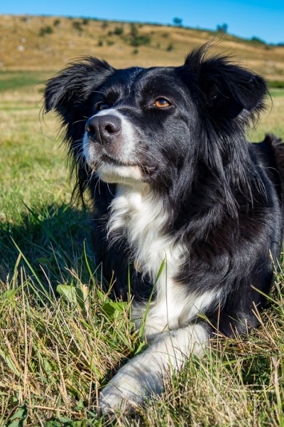 Border Collie