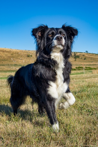 Border Collie