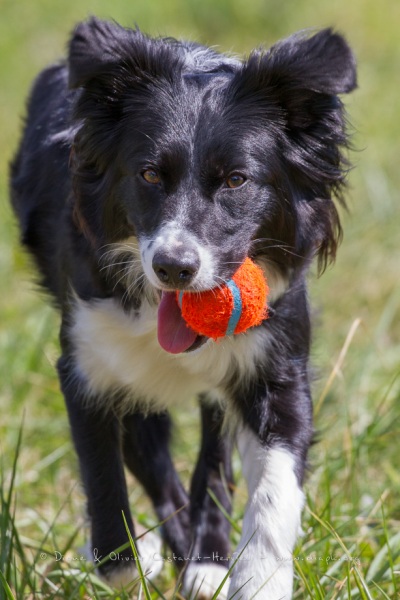 Border Collie