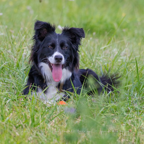 Border Collie