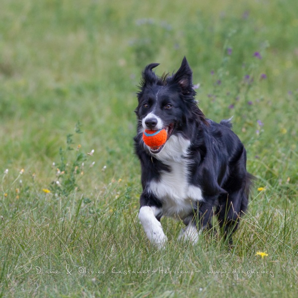 Border Collie