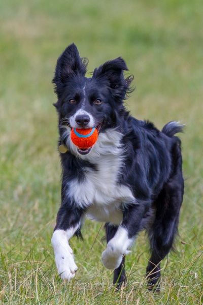 Border Collie